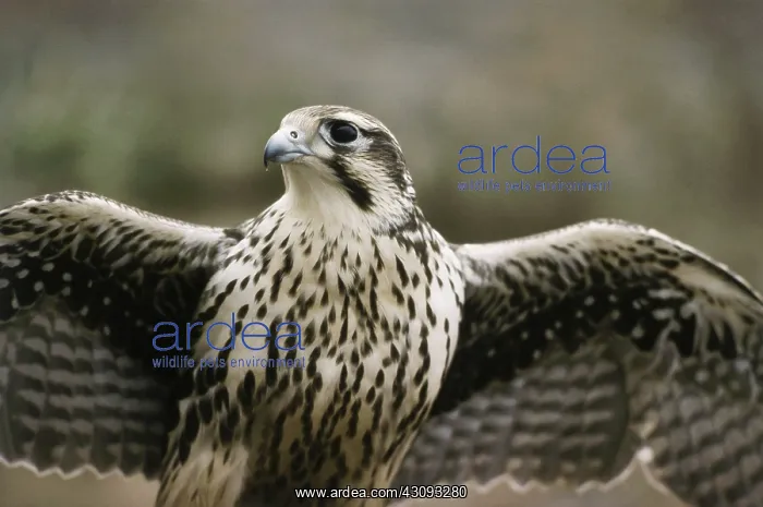 : Prairie Falcon : Prairie Falcon