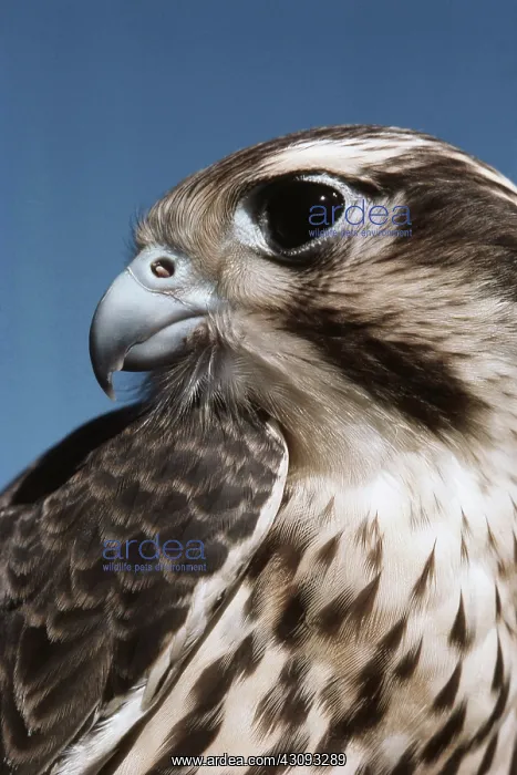 : Prairie Falcon : Prairie Falcon