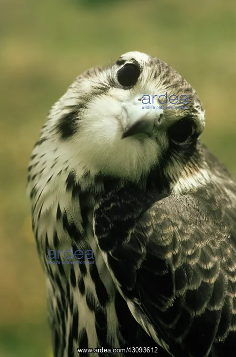  : Prairie Falcon