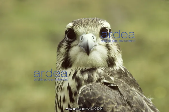  : Prairie Falcon