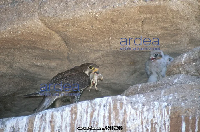 : Prairie Falcon Feeding Chick : Prairie Falcon Feeding Chick