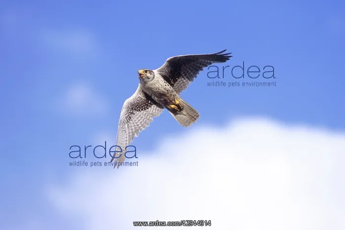 : Prairie Falcon - in flight : Prairie Falcon - in flight