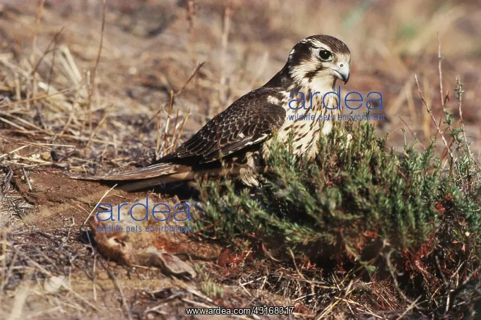 : Prairie Falcon with Rabbit : Prairie Falcon with Rabbit