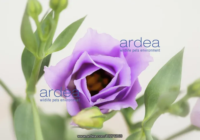 : Prairie gentian, Eustoma grandiflorum, Mauve subject : Prairie gentian, Eustoma grandiflorum, Mauve subject