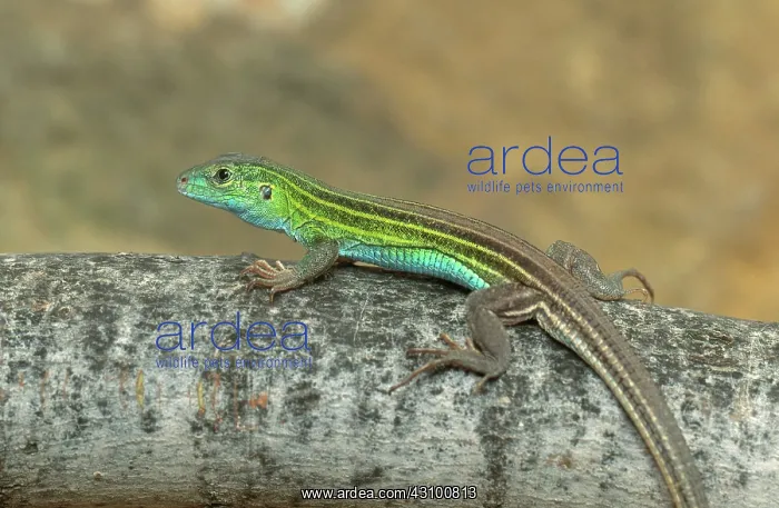: Prairie-lined Racerunner : Prairie-lined Racerunner