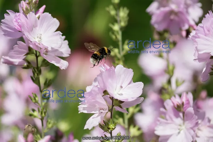 : Prairie mallow, Sidalcea malviflora, Pink subject : Prairie mallow, Sidalcea malviflora, Pink subject