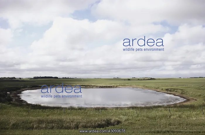 : Prairie Pothole : Prairie Pothole