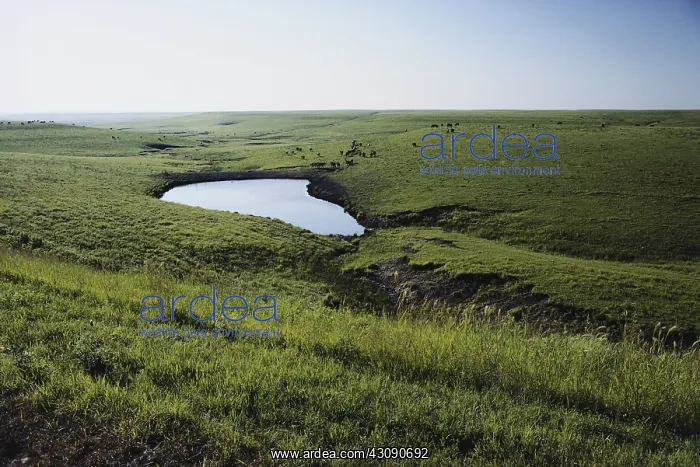: Prairie Pothole in Kansas : Prairie Pothole in Kansas