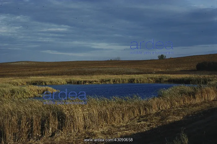 : Prairie Pothole in North Dakota : Prairie Pothole in North Dakota