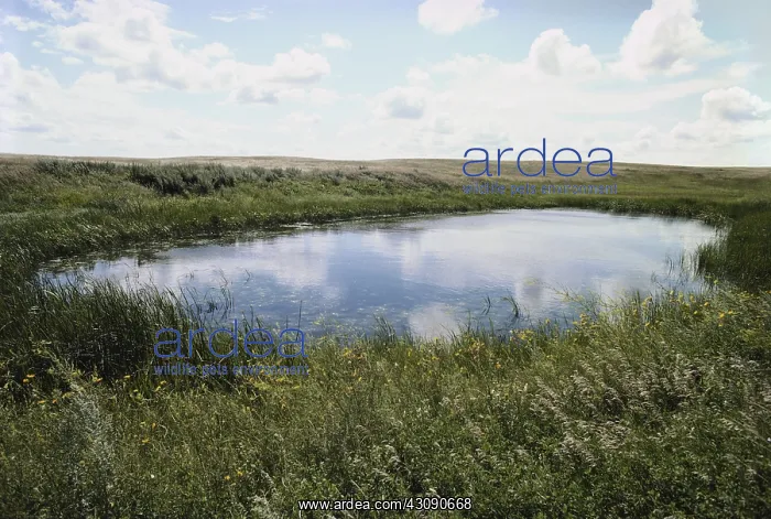 : Prairie Pothole in South Dakota : Prairie Pothole in South Dakota