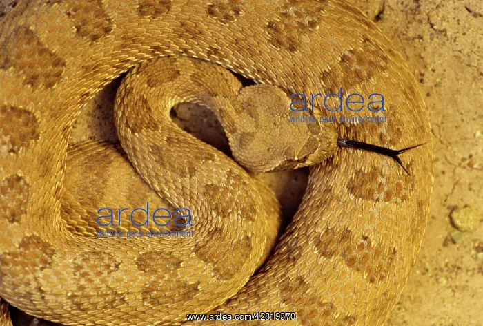 : Prairie Rattlesnake : Prairie Rattlesnake