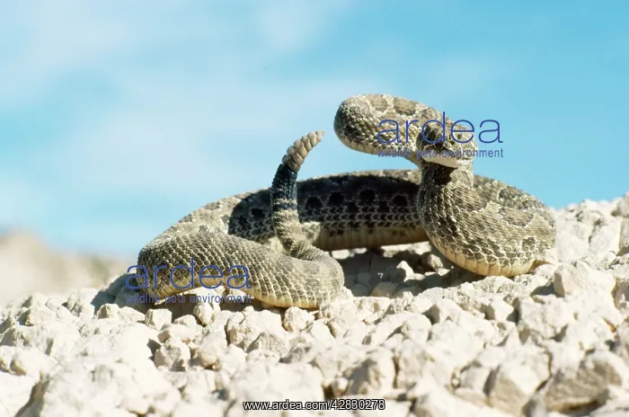 : Prairie RATTLESNAKE : Prairie RATTLESNAKE