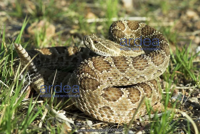 : Prairie Rattlesnake : Prairie Rattlesnake