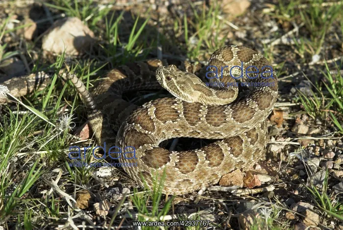: Prairie Rattlesnake : Prairie Rattlesnake