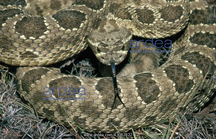 : Prairie Rattlesnake : Prairie Rattlesnake
