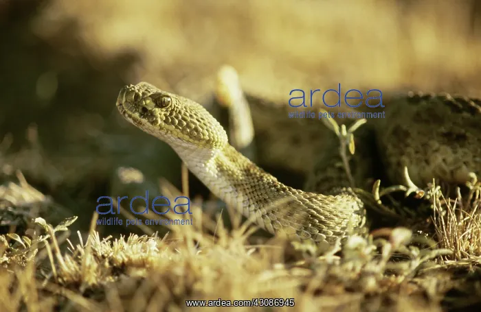  : Prairie Rattlesnake