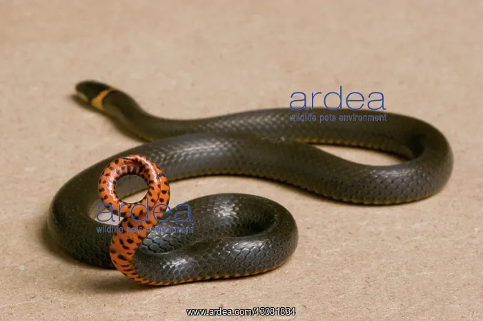  : Prairie Ringneck Snake