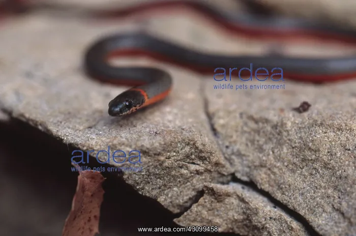 : Prairie Ringneck Snake : Prairie Ringneck Snake