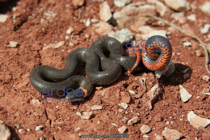 : Prairie Ringneck Snake in defensive pose : Prairie Ringneck Snake in defensive pose