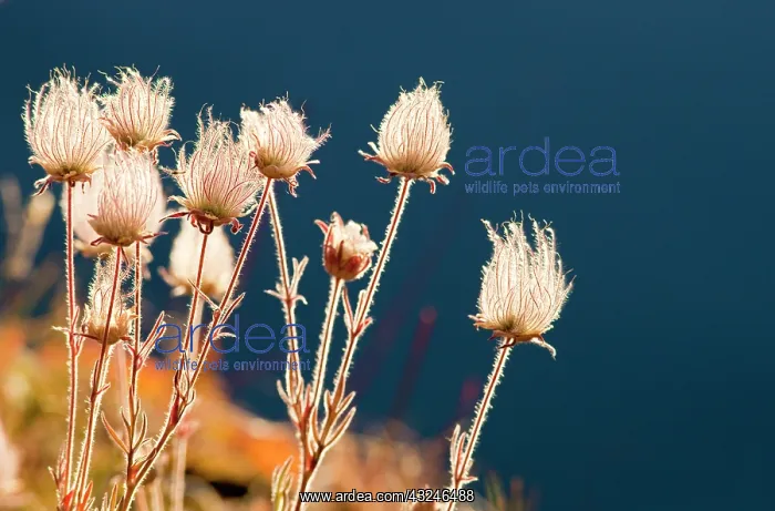 : Prairie Smoke wildflowers with St Mary Lake : Prairie Smoke wildflowers with St Mary Lake