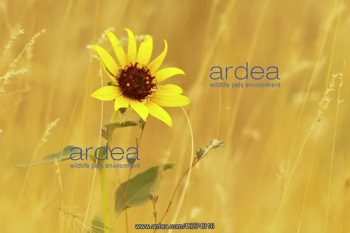 : Prairie sunflower at Palouse Falls State : Prairie sunflower at Palouse Falls State