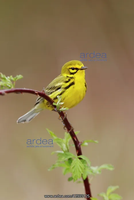 : Prairie Warbler : Prairie Warbler
