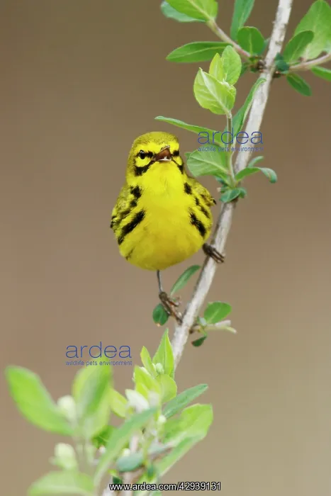 : Prairie Warbler : Prairie Warbler