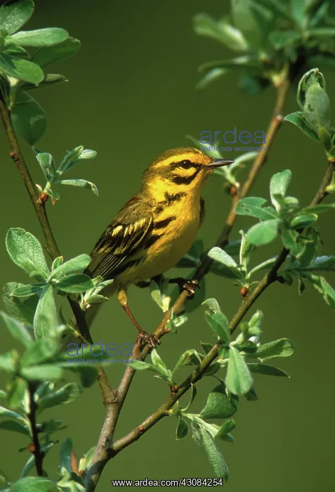: Prairie Warbler : Prairie Warbler