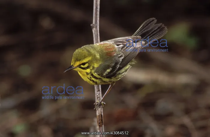 : Prairie Warbler : Prairie Warbler
