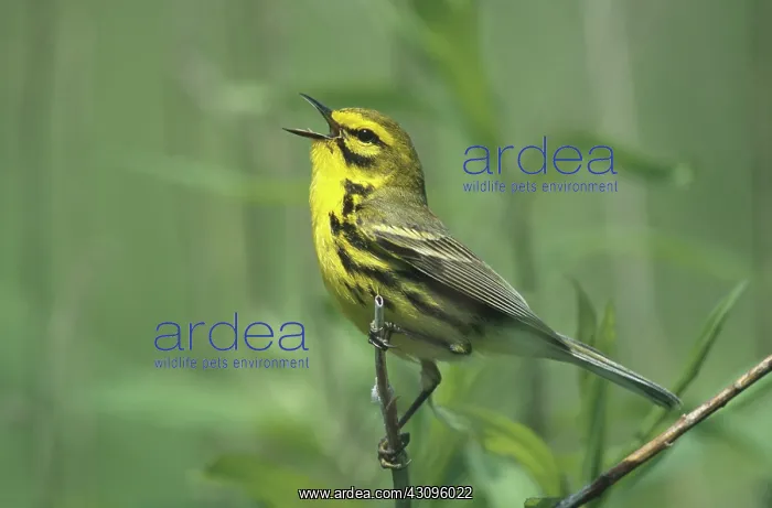 : Prairie Warbler : Prairie Warbler