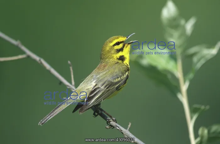 : Prairie Warbler : Prairie Warbler