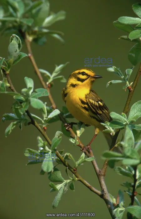 : Prairie Warbler : Prairie Warbler