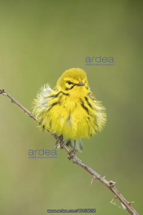 : Prairie Warbler - Dendroica discolor - Male perched : Prairie Warbler - Dendroica discolor - Male perched