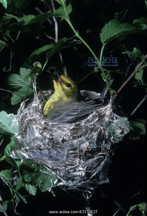 : Prairie Warbler in Nest : Prairie Warbler in Nest