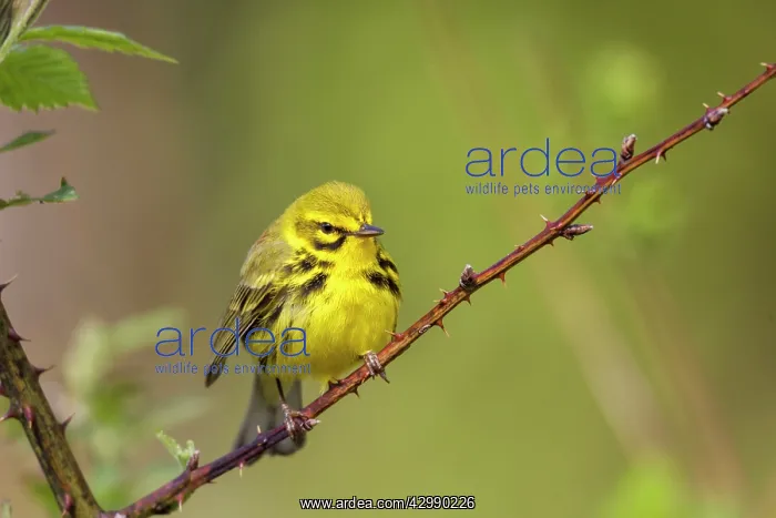 : Prairie Warbler - perched on thorn bush In breeding terriror : Prairie Warbler - perched on thorn bush In breeding terriror