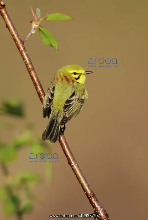 : Prairie Warbler - on territory : Prairie Warbler - on territory