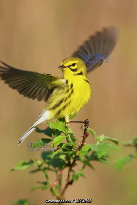 : Prairie Warbler - with wings spread : Prairie Warbler - with wings spread