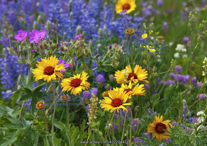 : Prairie Wildflowers : Prairie Wildflowers