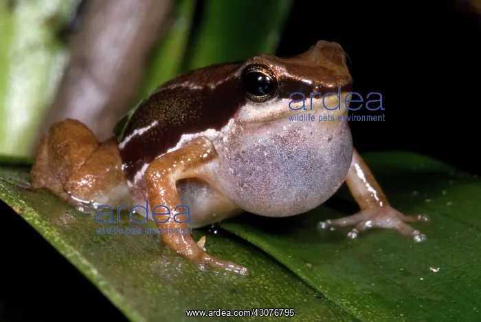 : Pratt's Rocket Frog : Pratt's Rocket Frog