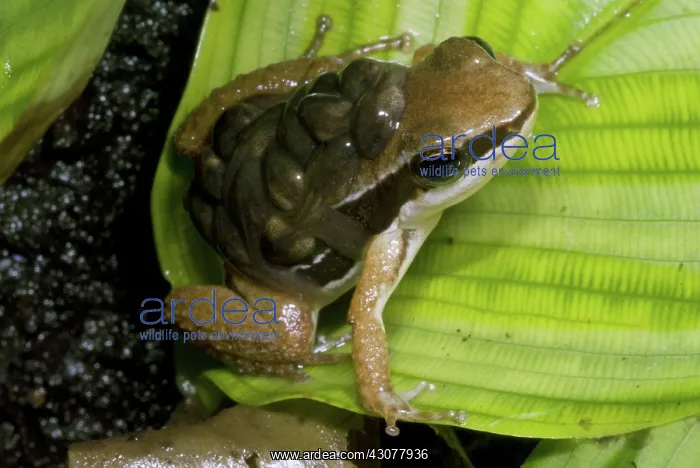 : Pratt's Rocket Frog with young : Pratt's Rocket Frog with young