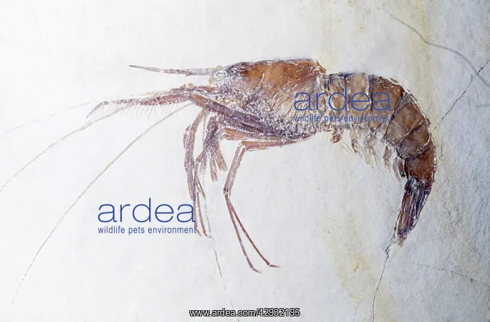 : Prawn FOSSIL - Jurassic Period : Prawn FOSSIL - Jurassic Period