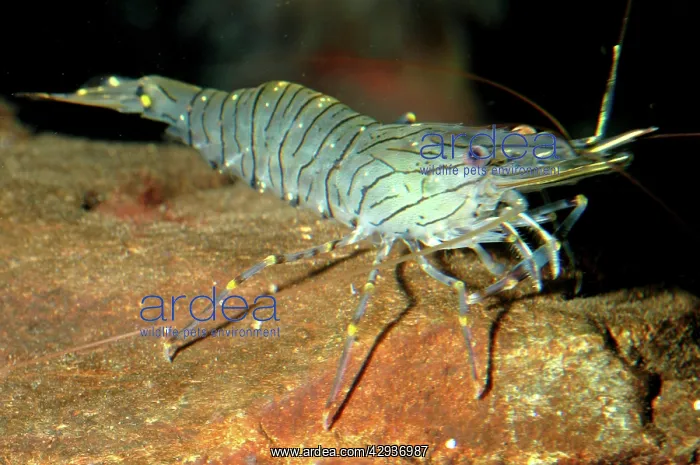  : Prawn (Leander squilla). European coasts