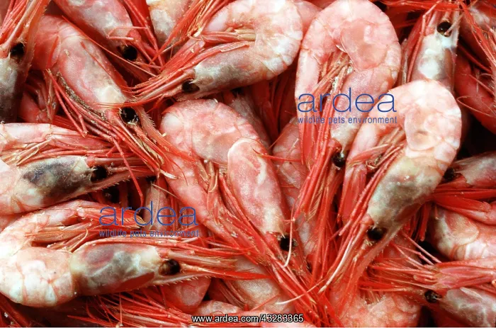 : PRAWNS - cooked and ready to eat : PRAWNS - cooked and ready to eat