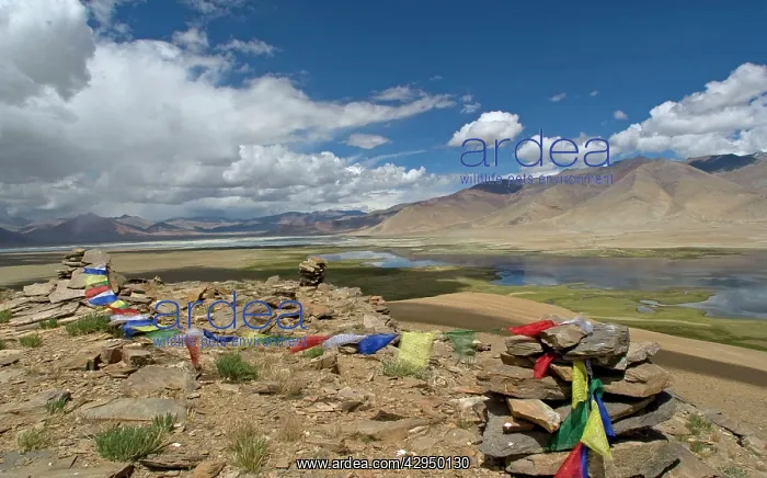 : Prayer flags frame the twin lakes of the Tso Kar basin : Prayer flags frame the twin lakes of the Tso Kar basin