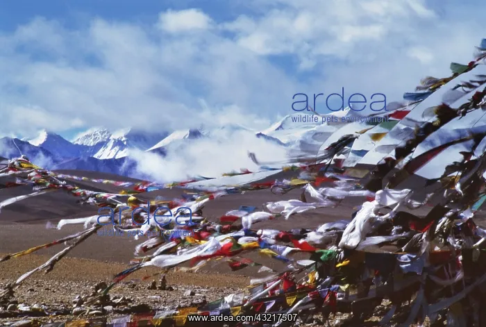 : Prayer flags, the Himalayas in the distance : Prayer flags, the Himalayas in the distance