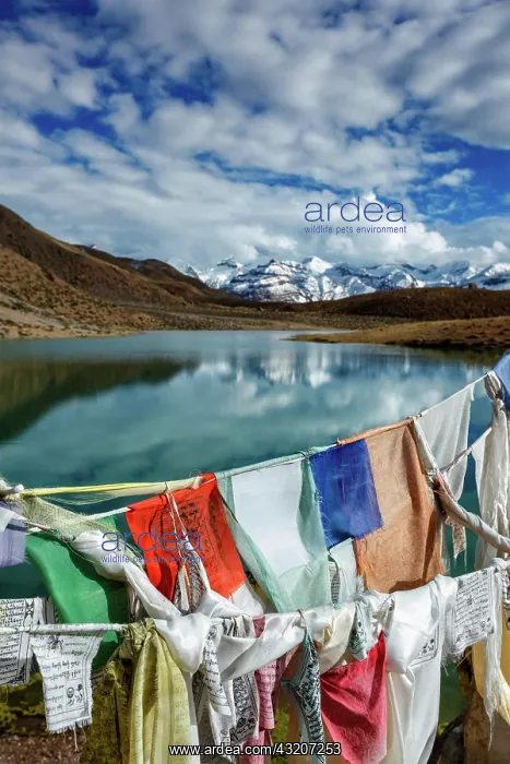 : Prayer flags lungta with Om mani padme hum.. ma : Prayer flags lungta with Om mani padme hum.. ma