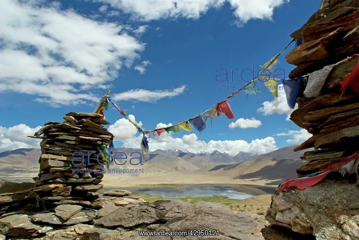 : Prayer flags overlooking Startsapuk Tso : Prayer flags overlooking Startsapuk Tso