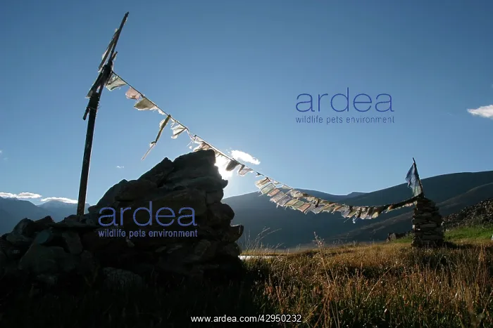 : Prayer flags at spring : Prayer flags at spring