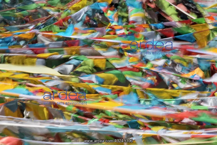 : Prayer flags on Tibetan Plateau, Namtso (Lake Nam) : Prayer flags on Tibetan Plateau, Namtso (Lake Nam)