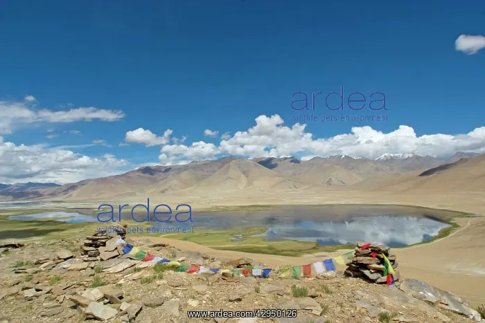 : Prayer flags above Tso Kar basin : Prayer flags above Tso Kar basin